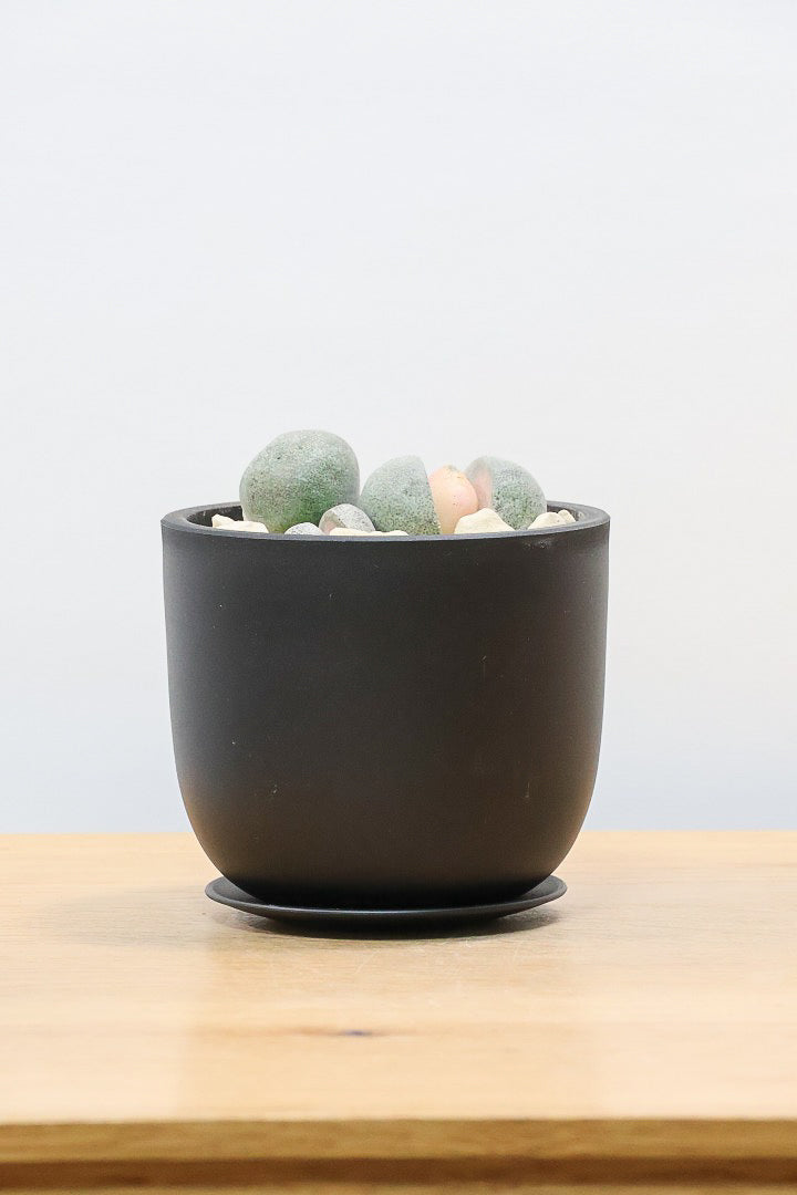 【プレイオスピロス 令和の桃太郎】ちょっとふざけた名前ですが正式な品種名。何とも愛らしいフォルムです♪