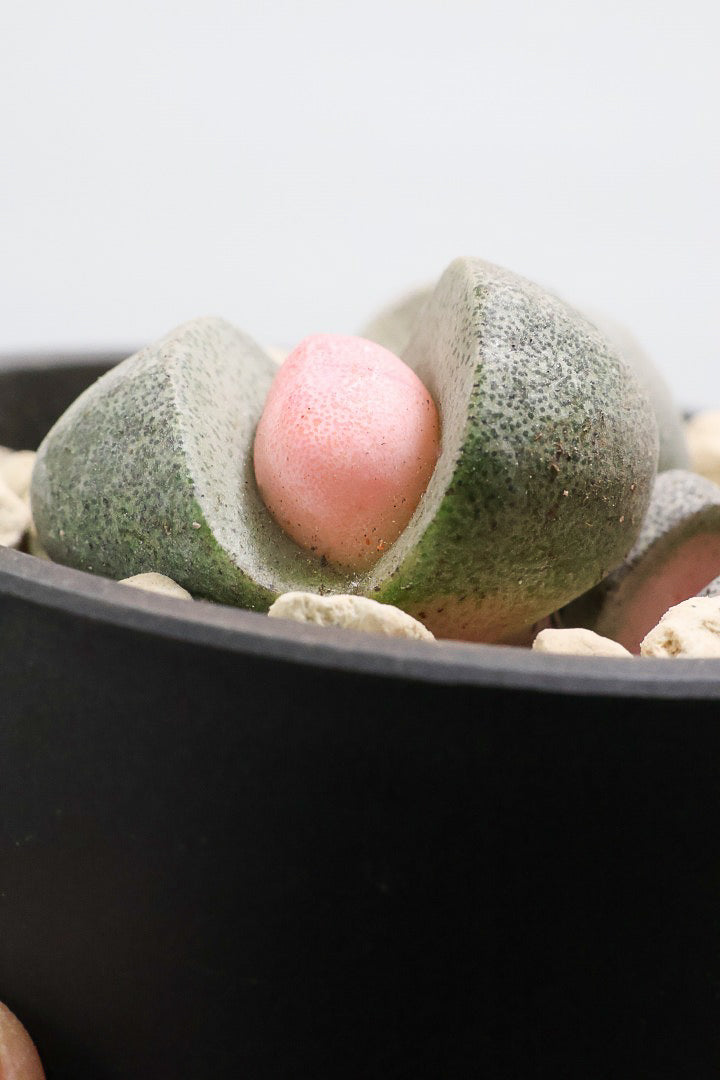 【プレイオスピロス 令和の桃太郎】ちょっとふざけた名前ですが正式な品種名。何とも愛らしいフォルムです♪