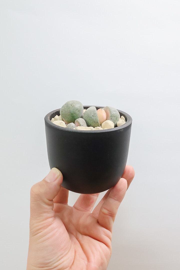 【プレイオスピロス 令和の桃太郎】ちょっとふざけた名前ですが正式な品種名。何とも愛らしいフォルムです♪