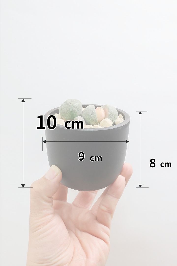 【プレイオスピロス 令和の桃太郎】ちょっとふざけた名前ですが正式な品種名。何とも愛らしいフォルムです♪