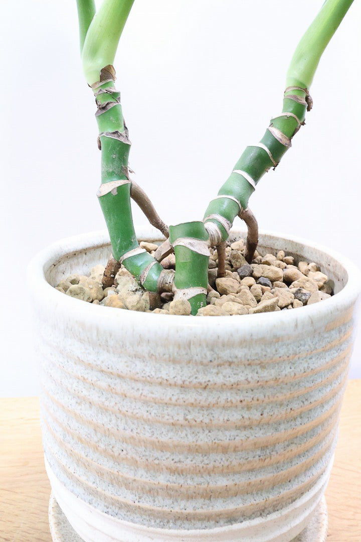 【モンステラ】この幹はかなりかわいい♪ここまできれいに分岐したものは希少だと思います！