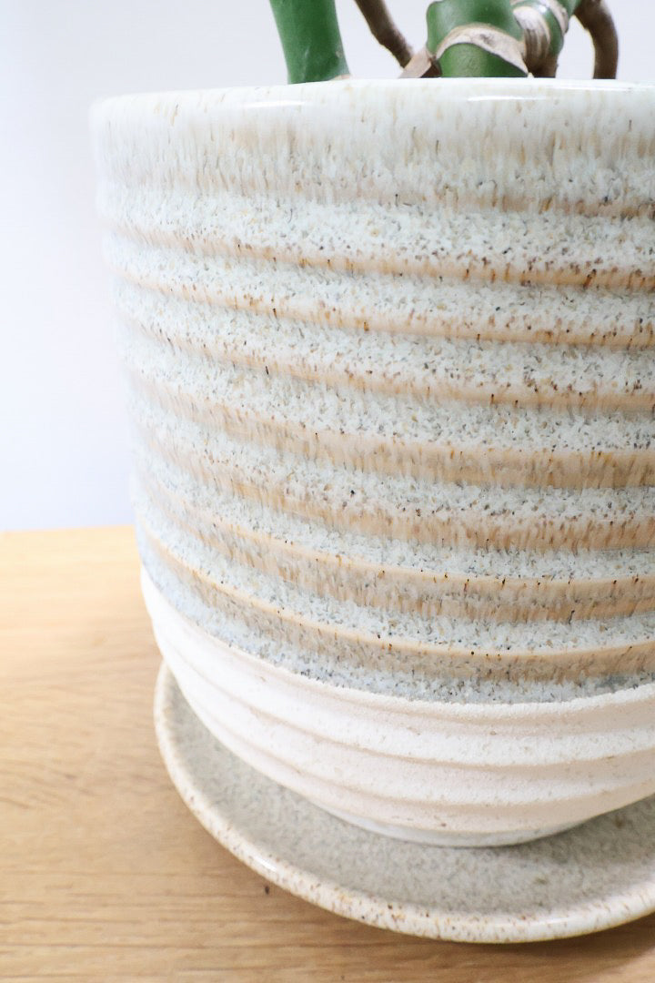 【モンステラ】この幹はかなりかわいい♪ここまできれいに分岐したものは希少だと思います！