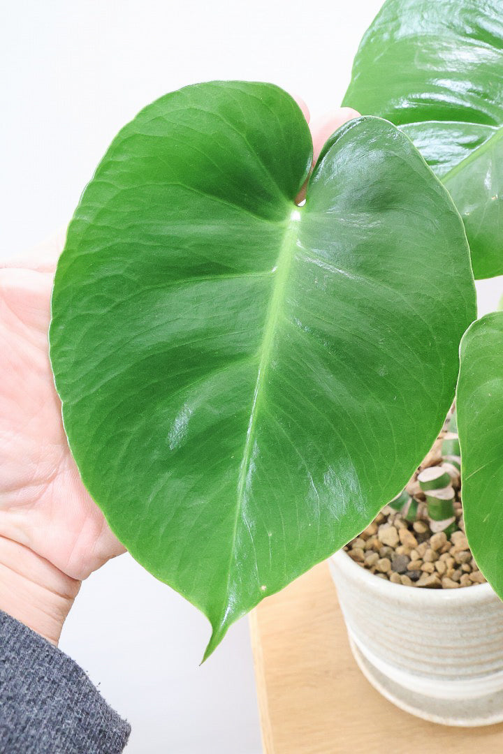 【モンステラ】この幹はかなりかわいい♪ここまできれいに分岐したものは希少だと思います！