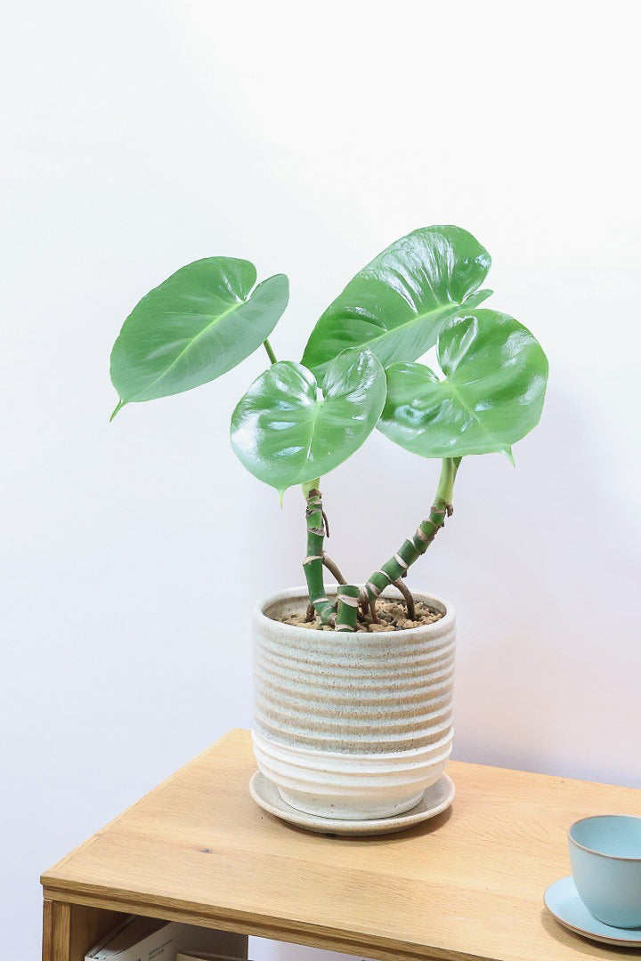 【モンステラ】この幹はかなりかわいい♪ここまできれいに分岐したものは希少だと思います！