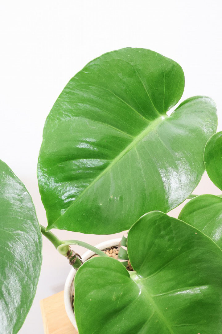 【モンステラ】この幹はかなりかわいい♪ここまできれいに分岐したものは希少だと思います！