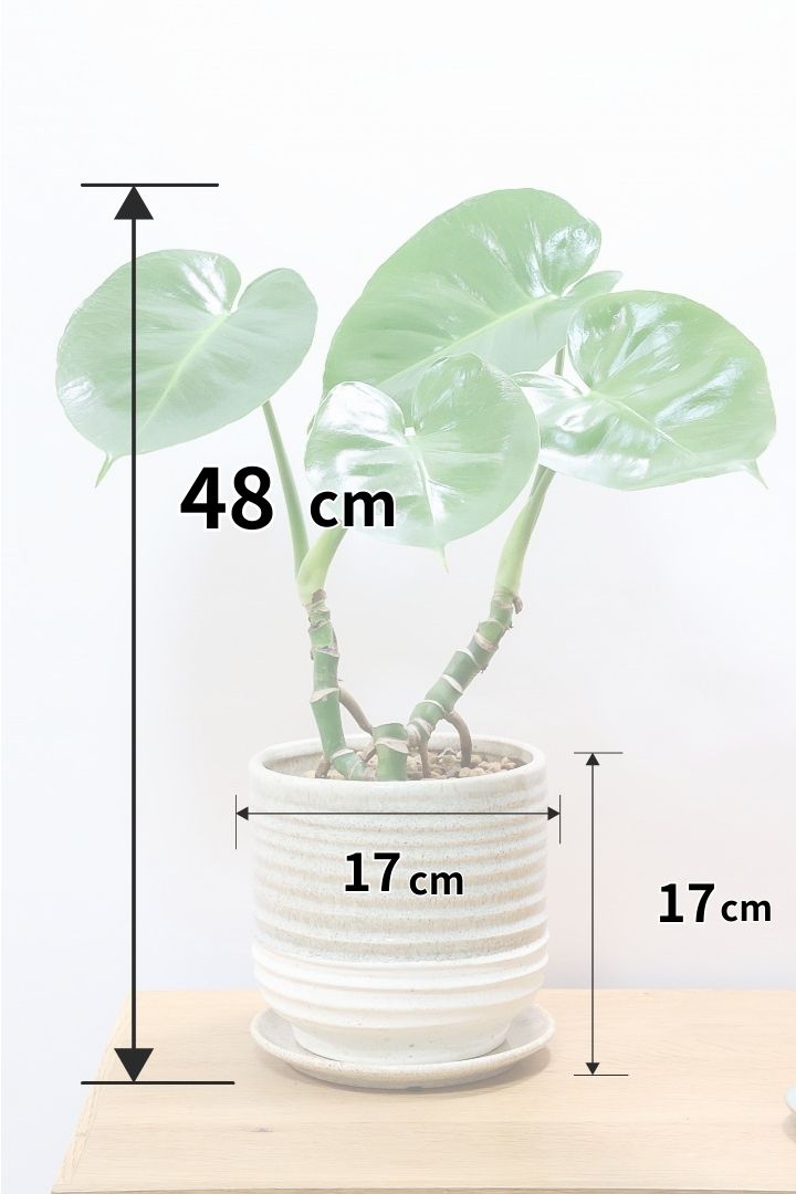 【モンステラ】この幹はかなりかわいい♪ここまできれいに分岐したものは希少だと思います！