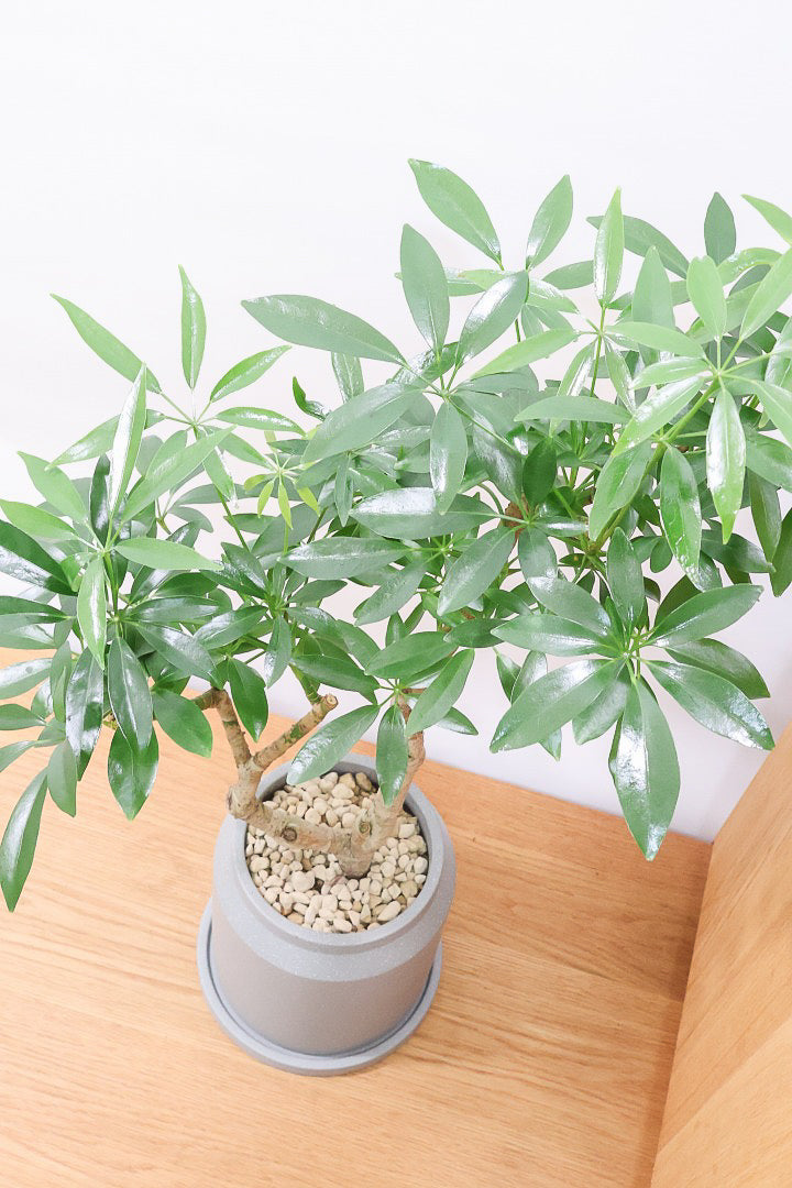 【シェフレラ コンパクタ】雰囲気がある素敵な樹形！ここまでしっかりと育てられたものは希少です！