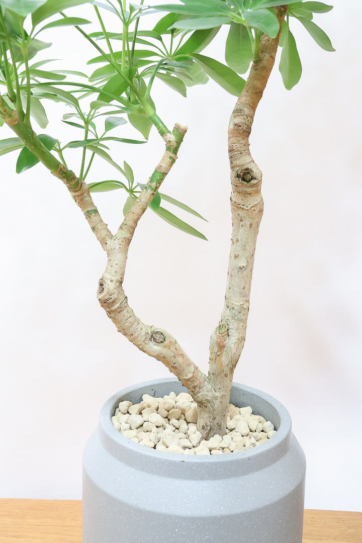 【シェフレラ コンパクタ】雰囲気がある素敵な樹形！ここまでしっかりと育てられたものは希少です！