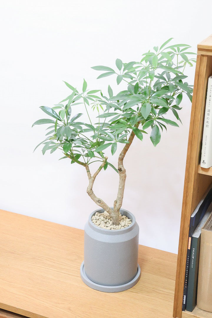 【シェフレラ コンパクタ】雰囲気がある素敵な樹形！ここまでしっかりと育てられたものは希少です！