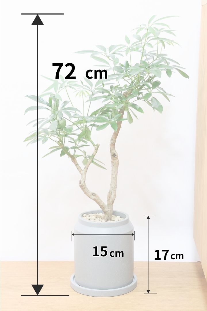 【シェフレラ コンパクタ】雰囲気がある素敵な樹形！ここまでしっかりと育てられたものは希少です！