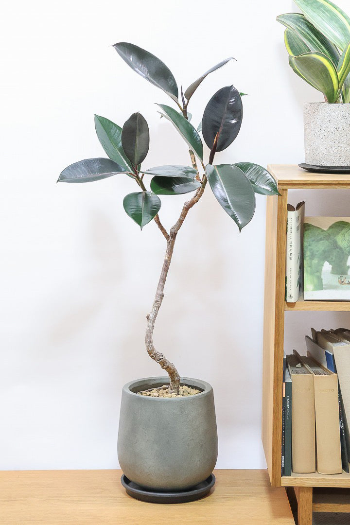 【フィカス・バーガンディ】素晴らしい植物を作る群馬県の名人生産者さんが手がけました！素晴らしい樹形です！