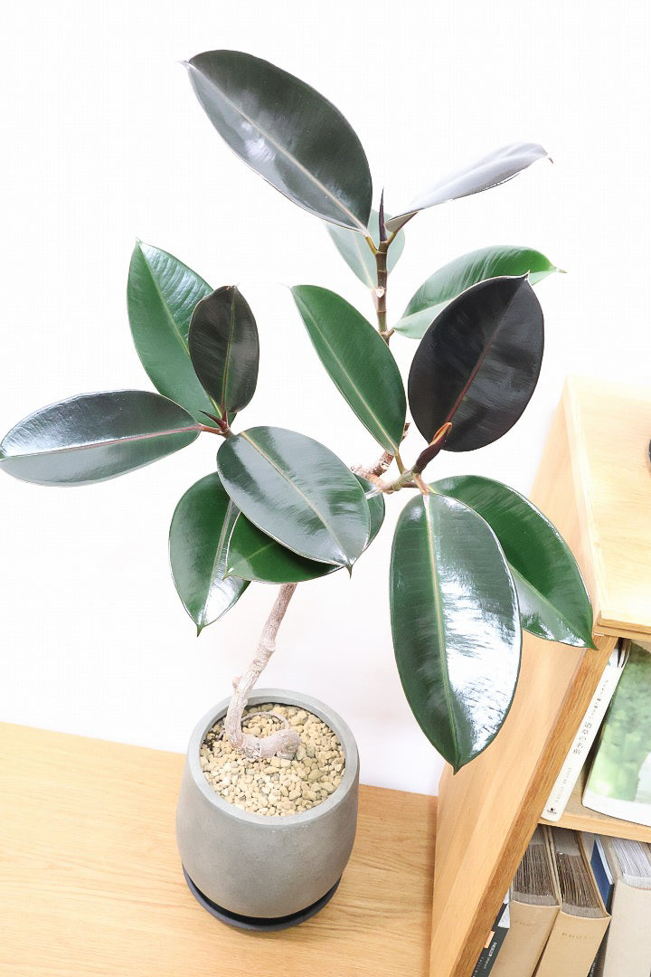 【フィカス・バーガンディ】素晴らしい植物を作る群馬県の名人生産者さんが手がけました！素晴らしい樹形です！