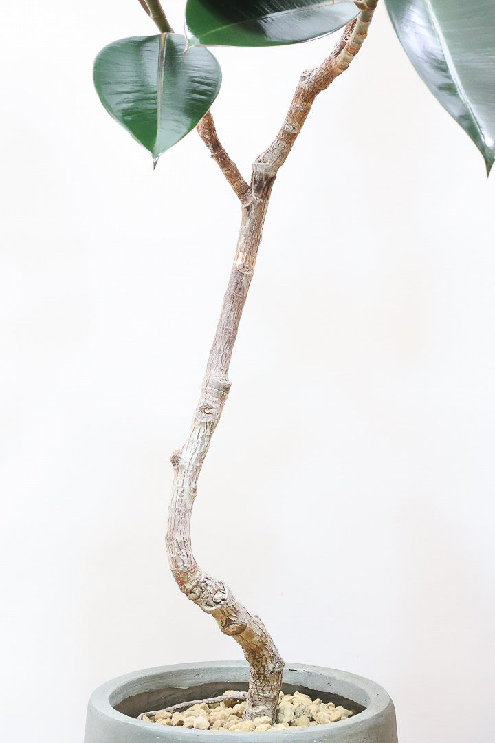 【フィカス・バーガンディ】素晴らしい植物を作る群馬県の名人生産者さんが手がけました！素晴らしい樹形です！