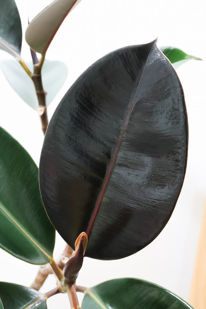 【フィカス・バーガンディ】素晴らしい植物を作る群馬県の名人生産者さんが手がけました！素晴らしい樹形です！