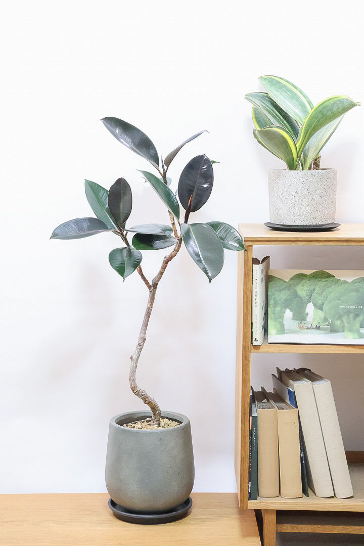 【フィカス・バーガンディ】素晴らしい植物を作る群馬県の名人生産者さんが手がけました！素晴らしい樹形です！