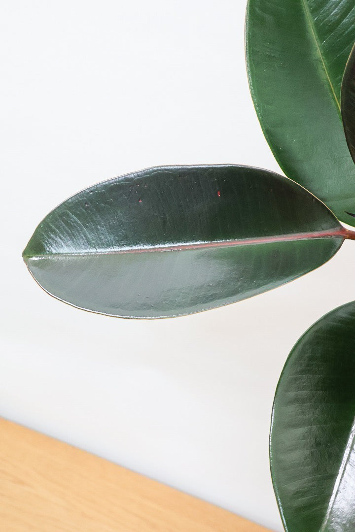 【フィカス・バーガンディ】素晴らしい植物を作る群馬県の名人生産者さんが手がけました！素晴らしい樹形です！