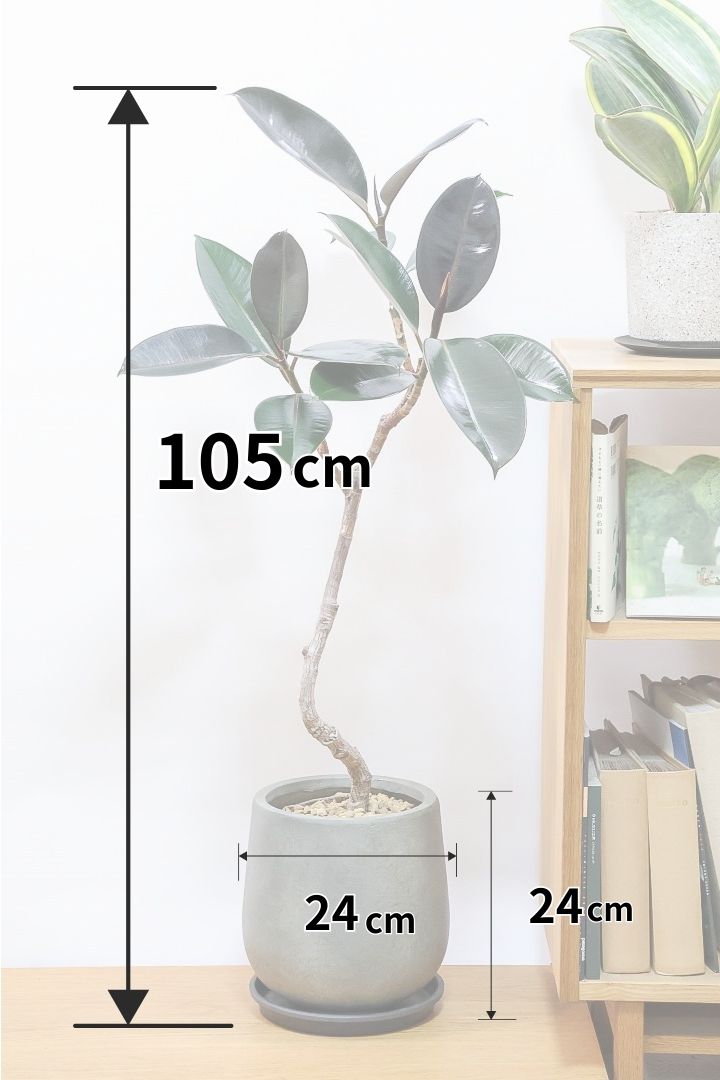 【フィカス・バーガンディ】素晴らしい植物を作る群馬県の名人生産者さんが手がけました！素晴らしい樹形です！