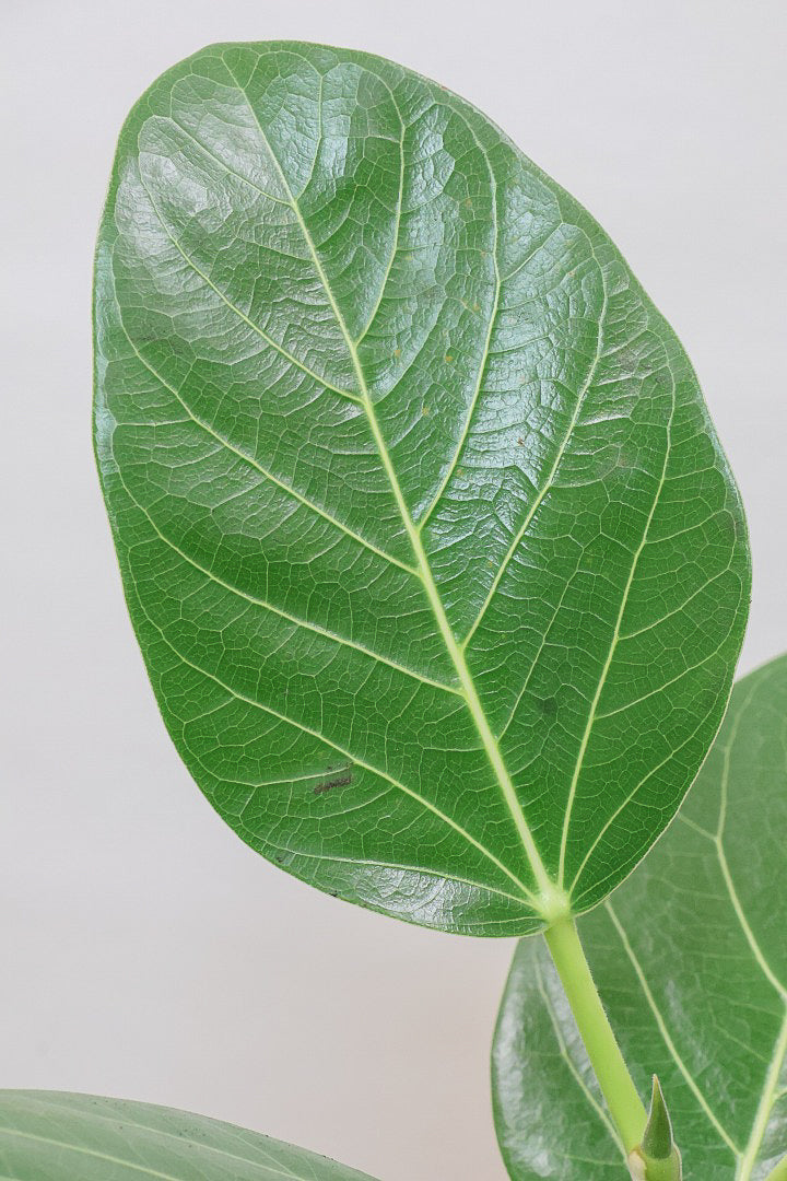 【フィカス ベンガレンシス】太い幹と趣のある全体のフォルム。このような樹形はめったに出会えません！