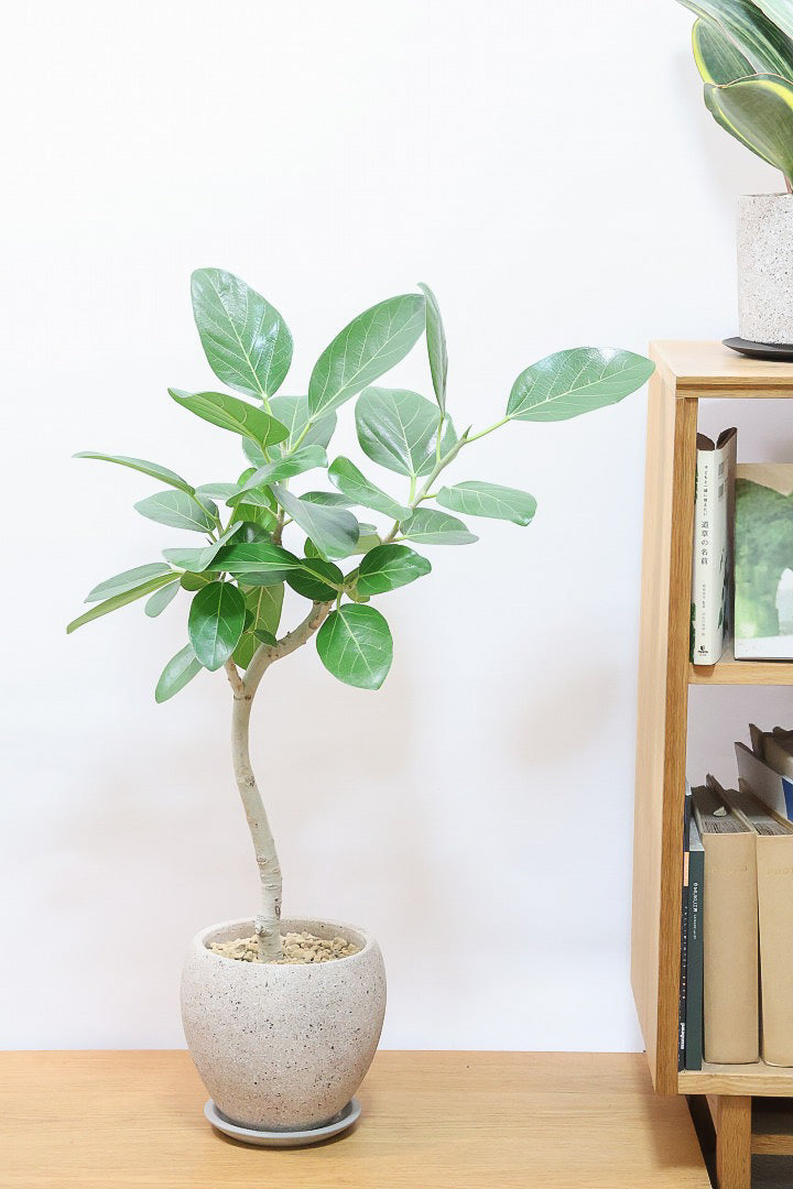 【フィカス ベンガレンシス】太い幹と趣のある全体のフォルム。このような樹形はめったに出会えません！