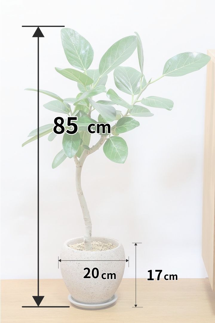 【フィカス ベンガレンシス】太い幹と趣のある全体のフォルム。このような樹形はめったに出会えません！