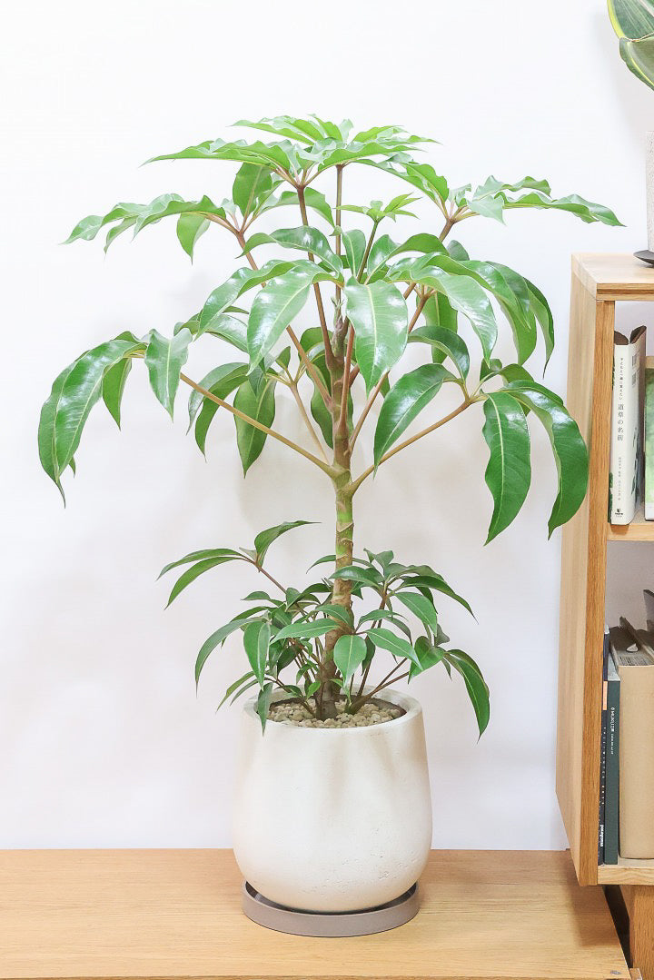 【チュピタンサス】ボリュームのある樹形！この樹形はなかなかいい感じだと思うんですよね！鹿児島県からやってきました！