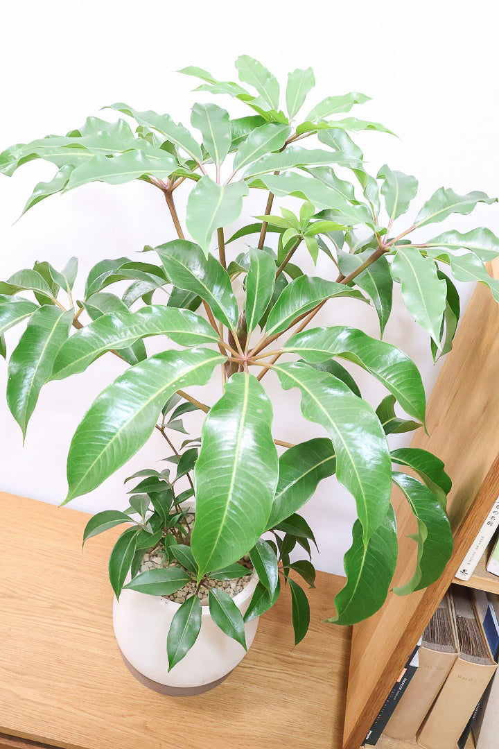 【チュピタンサス】ボリュームのある樹形！この樹形はなかなかいい感じだと思うんですよね！鹿児島県からやってきました！