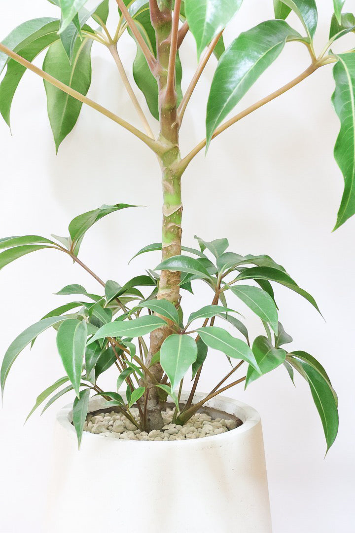 【チュピタンサス】ボリュームのある樹形！この樹形はなかなかいい感じだと思うんですよね！鹿児島県からやってきました！