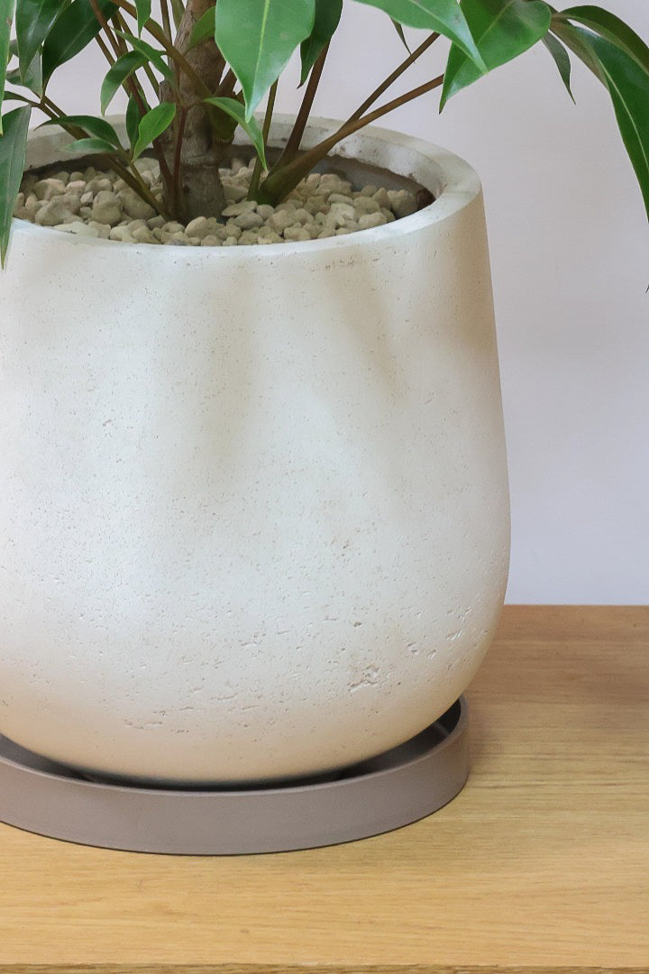 【チュピタンサス】ボリュームのある樹形！この樹形はなかなかいい感じだと思うんですよね！鹿児島県からやってきました！