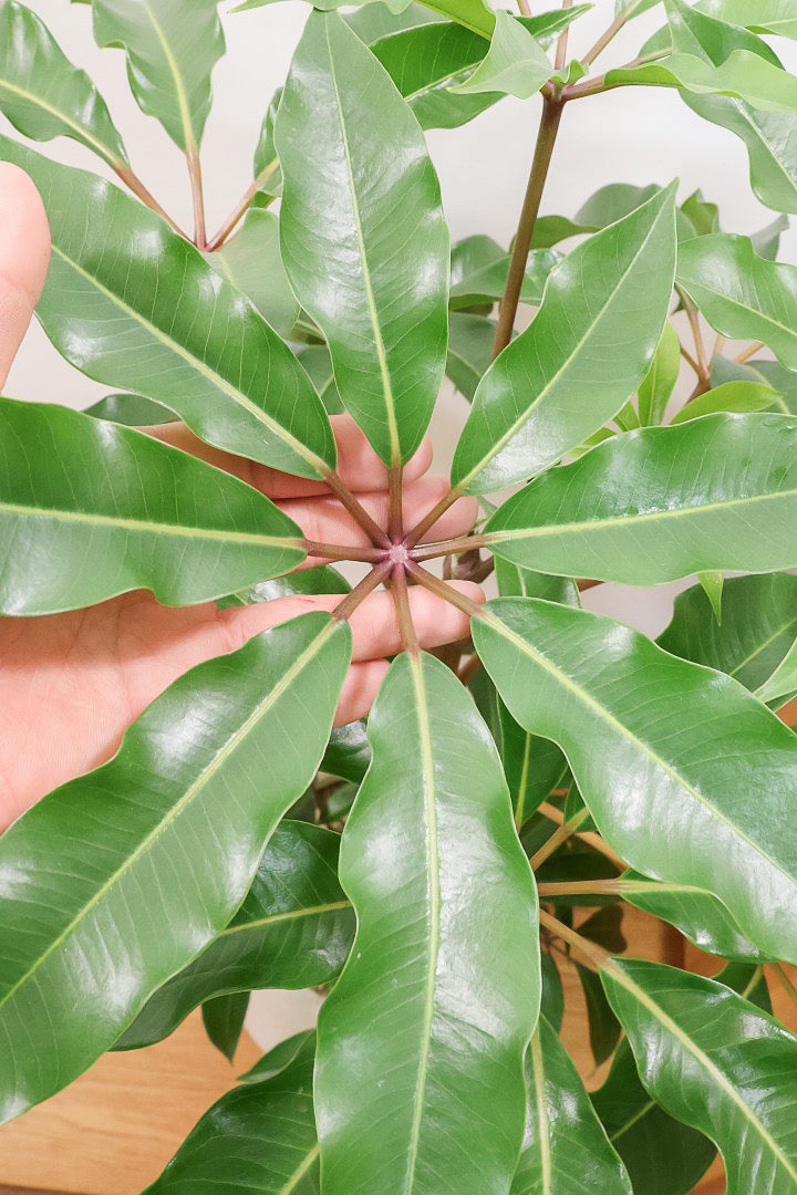 【チュピタンサス】ボリュームのある樹形！この樹形はなかなかいい感じだと思うんですよね！鹿児島県からやってきました！