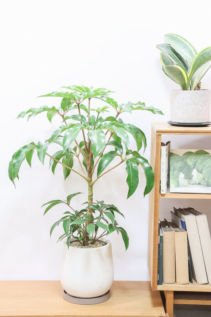 【チュピタンサス】ボリュームのある樹形！この樹形はなかなかいい感じだと思うんですよね！鹿児島県からやってきました！