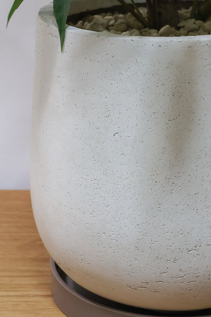 【チュピタンサス】ボリュームのある樹形！この樹形はなかなかいい感じだと思うんですよね！鹿児島県からやってきました！