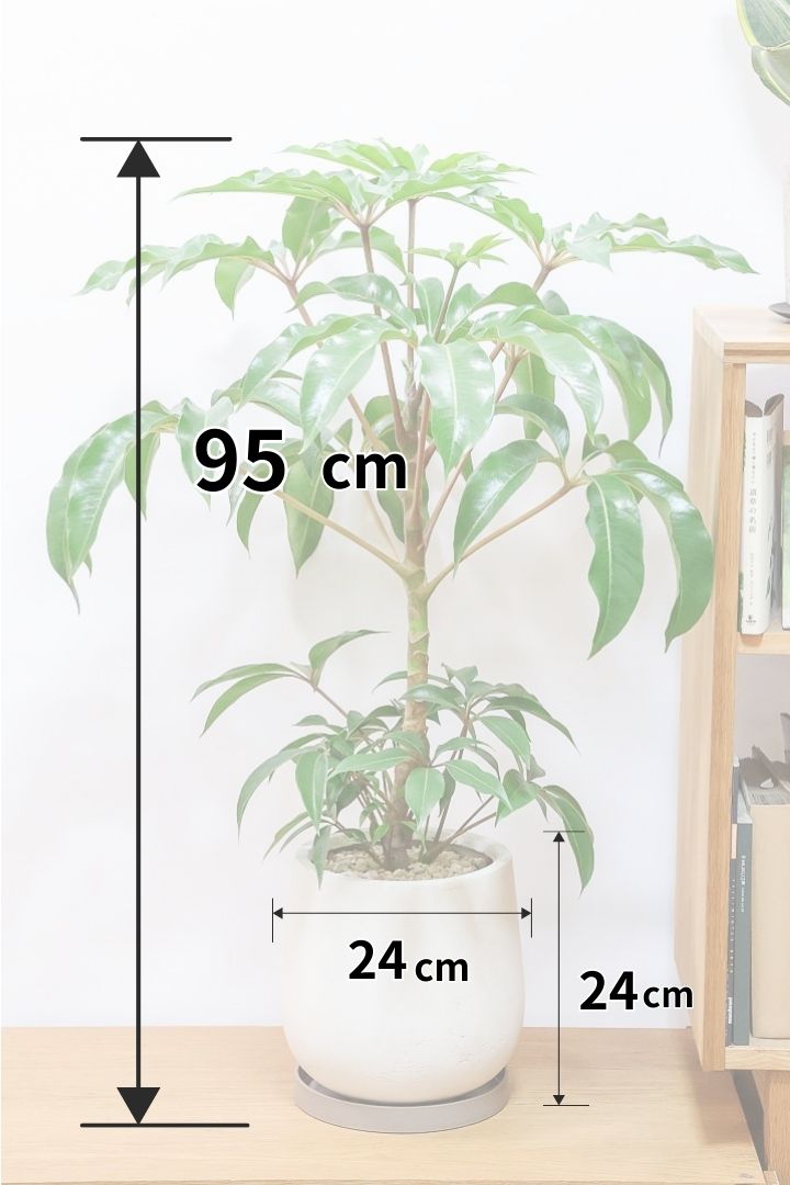 【チュピタンサス】ボリュームのある樹形！この樹形はなかなかいい感じだと思うんですよね！鹿児島県からやってきました！