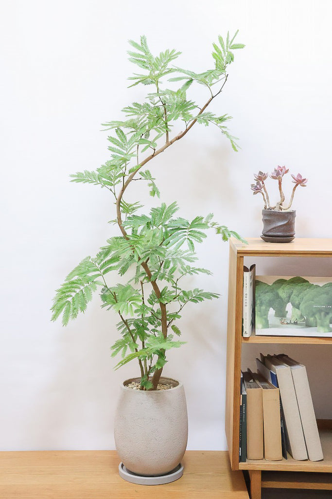 エバーフレッシュGIV61381| 観葉植物の通信販売 | APEGO(アペーゴ)