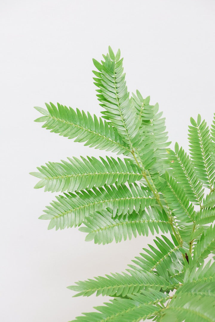 【エバーフレッシュ】個性的にカーブした幹！幹はとてもしっかりとしていますので、存在感がありますよ！