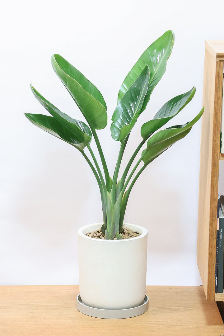 【オーガスタ】鹿児島県の名人の生産者さんが手塩にかけて作った素敵な逸品です！ボリュームがあります！