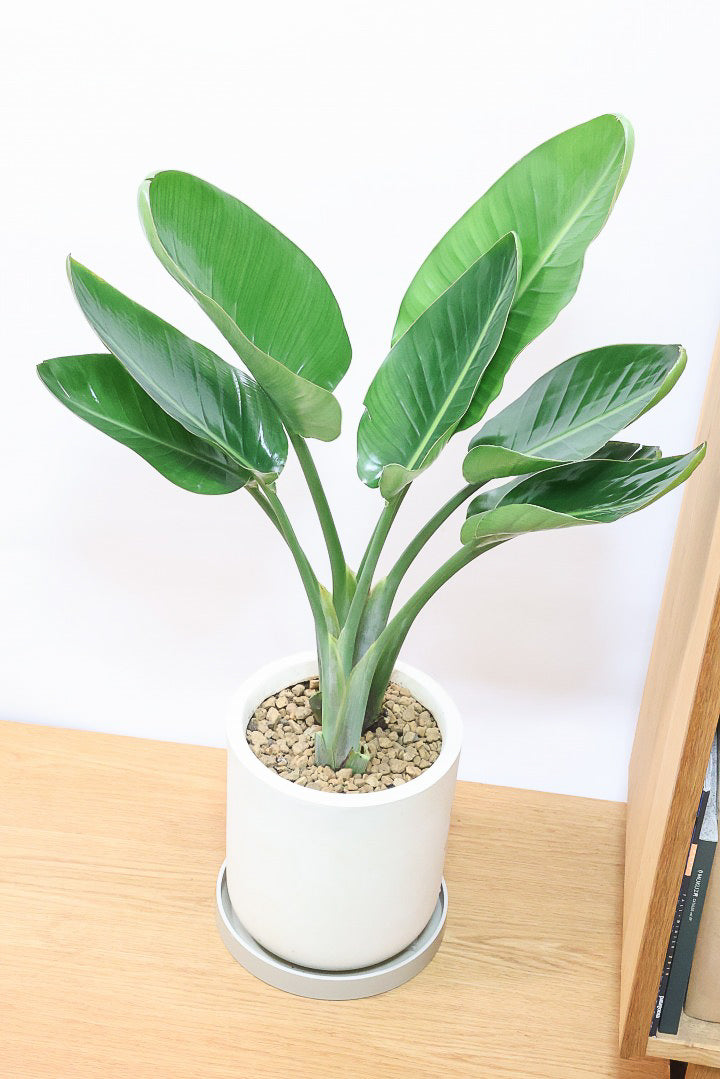 【オーガスタ】鹿児島県の名人の生産者さんが手塩にかけて作った素敵な逸品です！ボリュームがあります！