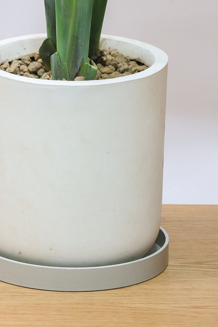 【オーガスタ】鹿児島県の名人の生産者さんが手塩にかけて作った素敵な逸品です！ボリュームがあります！