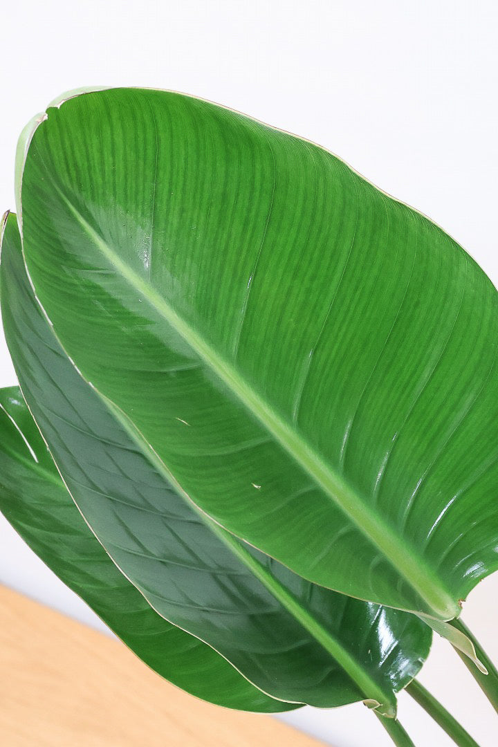 【オーガスタ】鹿児島県の名人の生産者さんが手塩にかけて作った素敵な逸品です！ボリュームがあります！