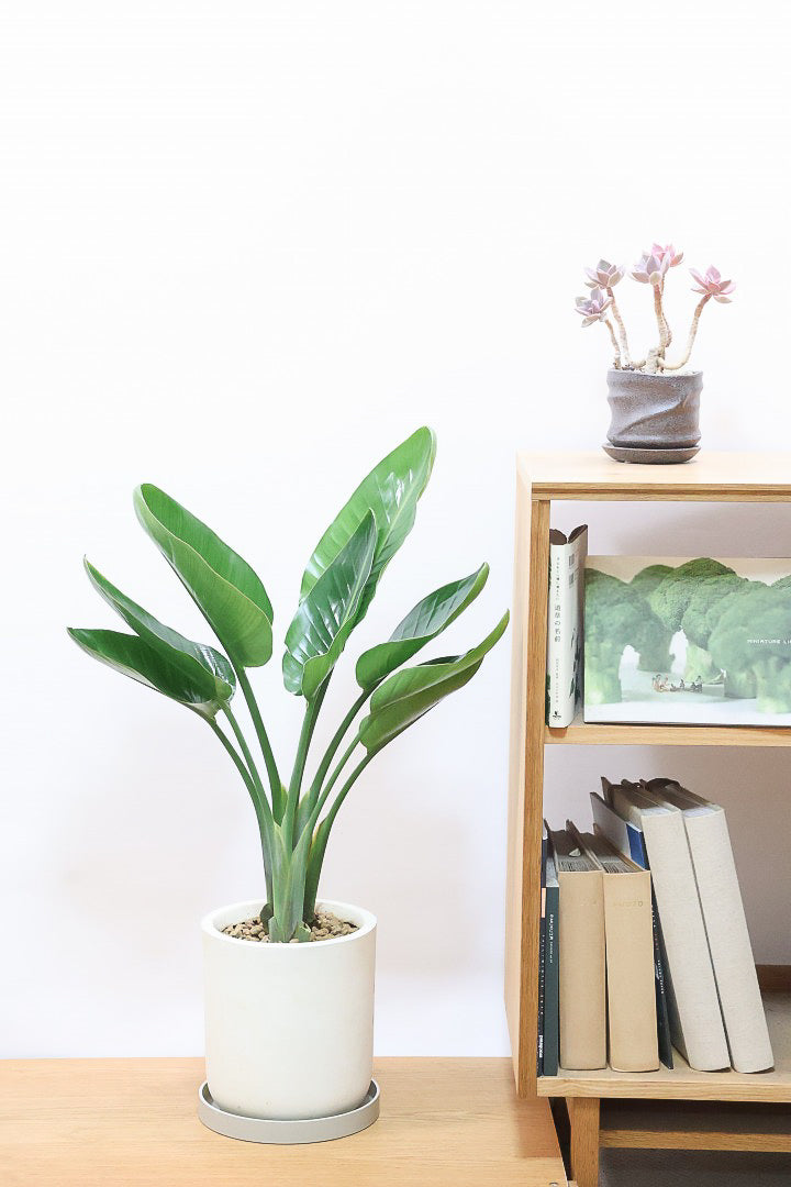 【オーガスタ】鹿児島県の名人の生産者さんが手塩にかけて作った素敵な逸品です！ボリュームがあります！