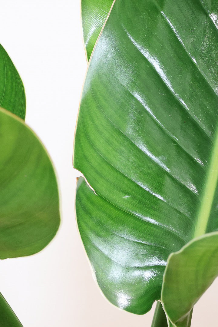 【オーガスタ】鹿児島県の名人の生産者さんが手塩にかけて作った素敵な逸品です！ボリュームがあります！