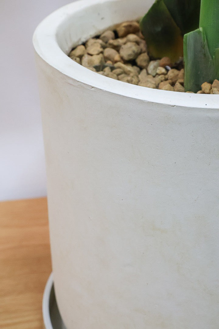 【オーガスタ】鹿児島県の名人の生産者さんが手塩にかけて作った素敵な逸品です！ボリュームがあります！