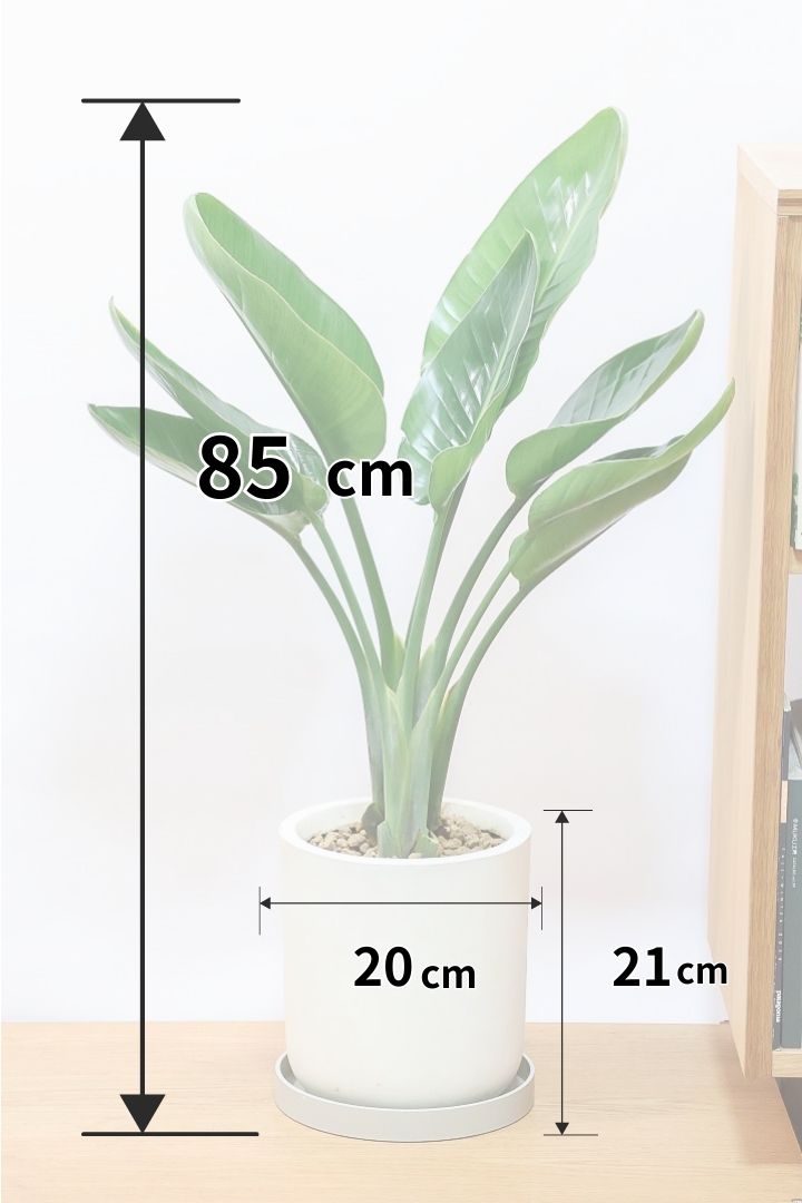 【オーガスタ】鹿児島県の名人の生産者さんが手塩にかけて作った素敵な逸品です！ボリュームがあります！