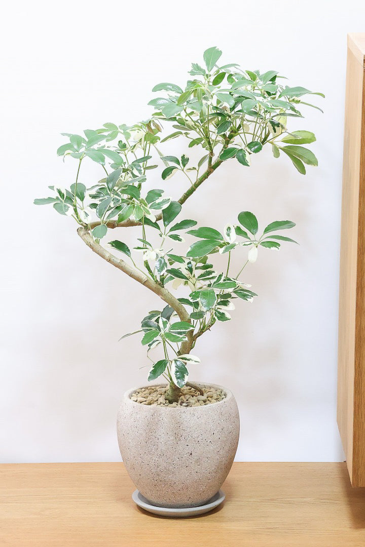 【シェフレラ ミルキー】待望のサイズ！鹿児島県のシェフレラ作りの名人さんが手がけたとてもカッコいい樹形です！