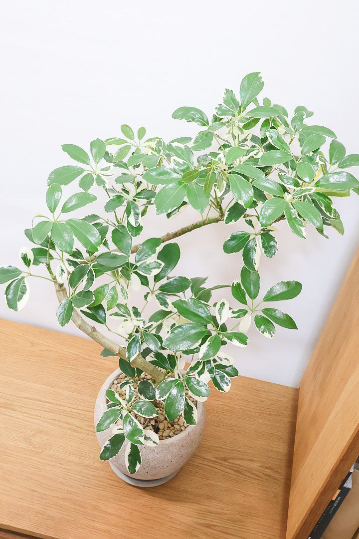 【シェフレラ ミルキー】待望のサイズ！鹿児島県のシェフレラ作りの名人さんが手がけたとてもカッコいい樹形です！