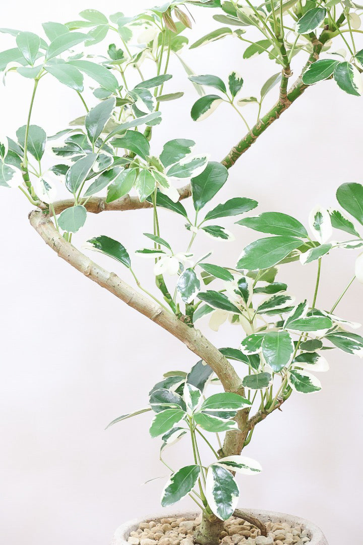 【シェフレラ ミルキー】待望のサイズ！鹿児島県のシェフレラ作りの名人さんが手がけたとてもカッコいい樹形です！