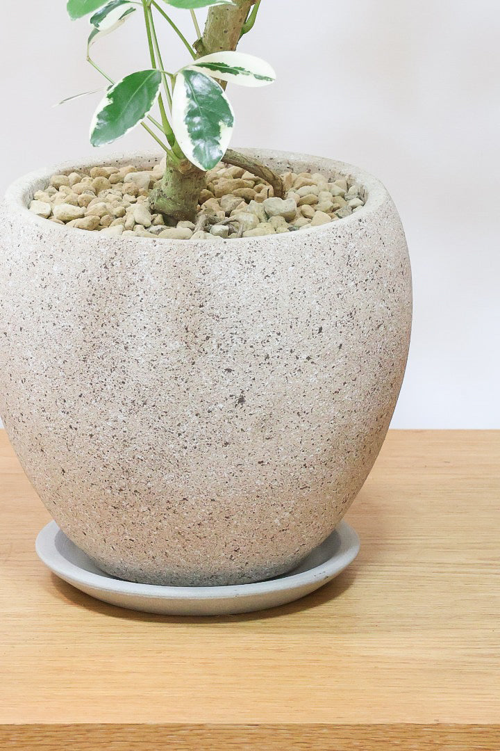 【シェフレラ ミルキー】待望のサイズ！鹿児島県のシェフレラ作りの名人さんが手がけたとてもカッコいい樹形です！