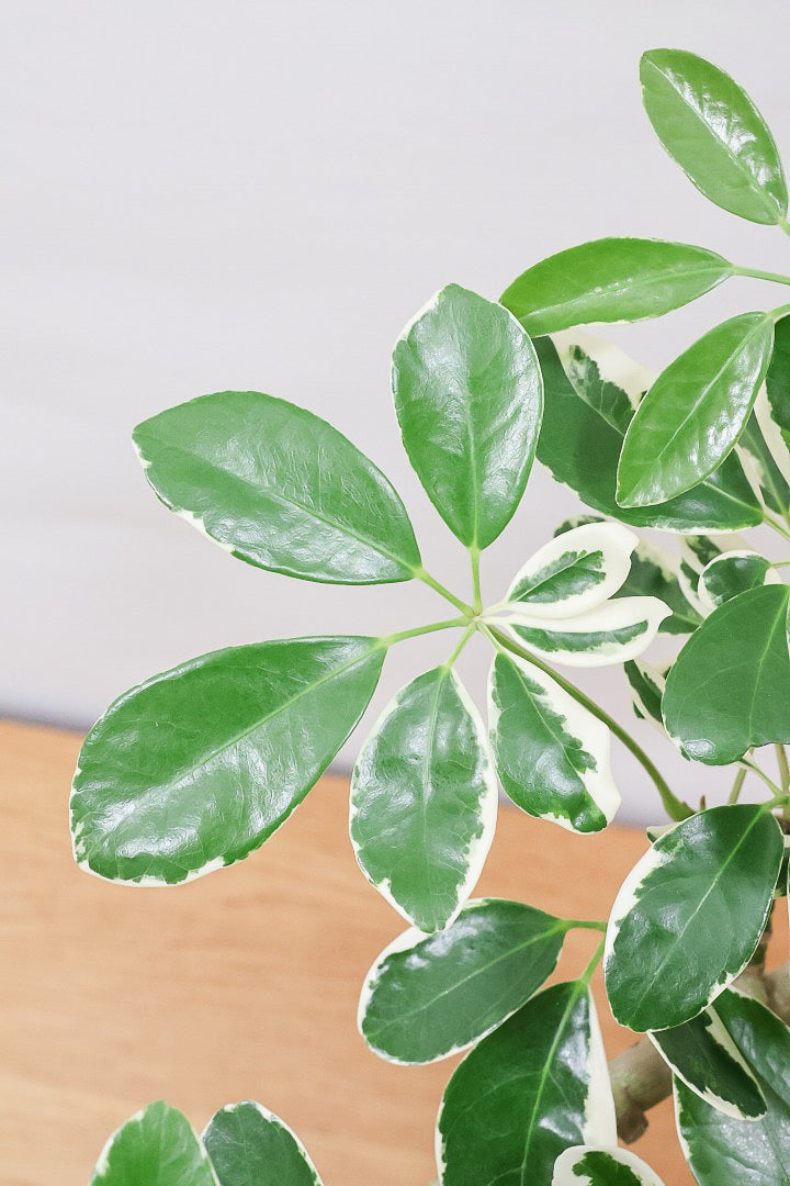 【シェフレラ ミルキー】待望のサイズ！鹿児島県のシェフレラ作りの名人さんが手がけたとてもカッコいい樹形です！