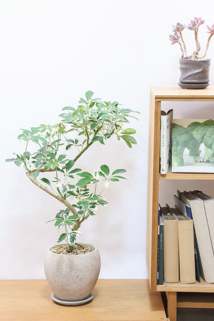 【シェフレラ ミルキー】待望のサイズ！鹿児島県のシェフレラ作りの名人さんが手がけたとてもカッコいい樹形です！