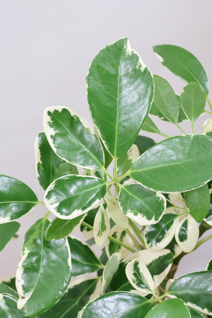 【シェフレラ ミルキー】待望のサイズ！鹿児島県のシェフレラ作りの名人さんが手がけたとてもカッコいい樹形です！