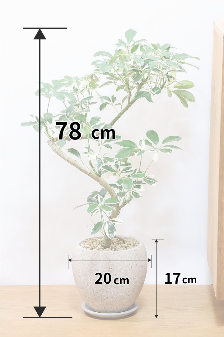 【シェフレラ ミルキー】待望のサイズ！鹿児島県のシェフレラ作りの名人さんが手がけたとてもカッコいい樹形です！